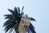 Fake Palm Tree Cell Tower and crane