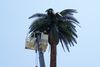 Fake Palm Tree Cell Tower and crane