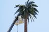 Fake Palm Tree Cell Tower and crane