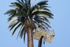 Fake Palm Tree Cell Tower and crane