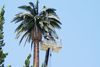 Fake Palm Tree Cell Tower and crane