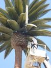 Fake Palm Tree Cell Tower and crane