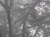 Bee nest in a tree
