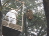 Bee nest in a tree
