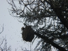 Bee nest in a tree
