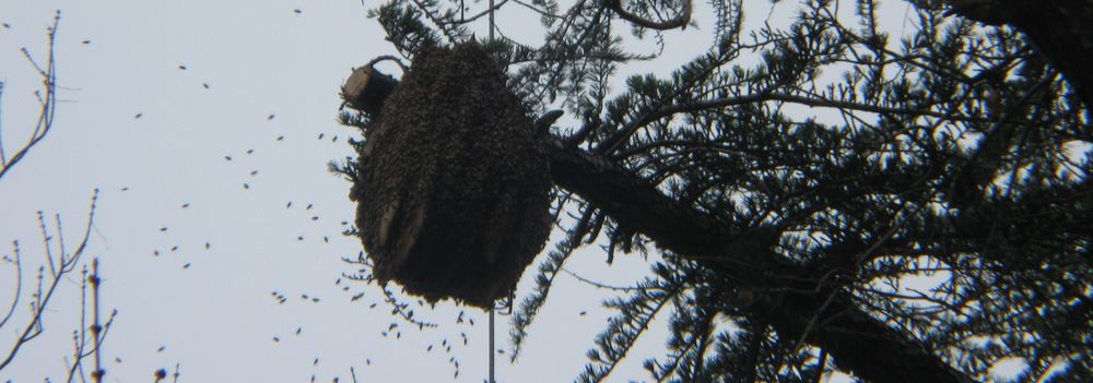 Bee hive in a Tree