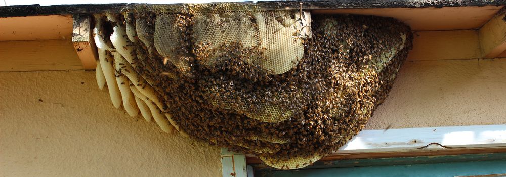 Bee hive on a house