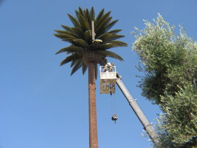 Bee expert in a crane bucket lift