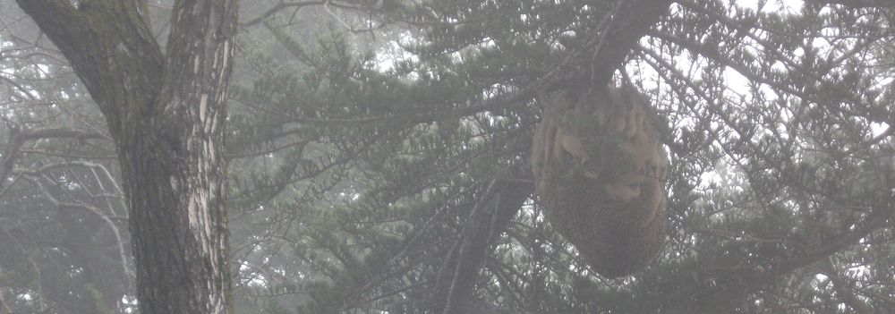 Bee hive in a Tree on a Foggy Morning