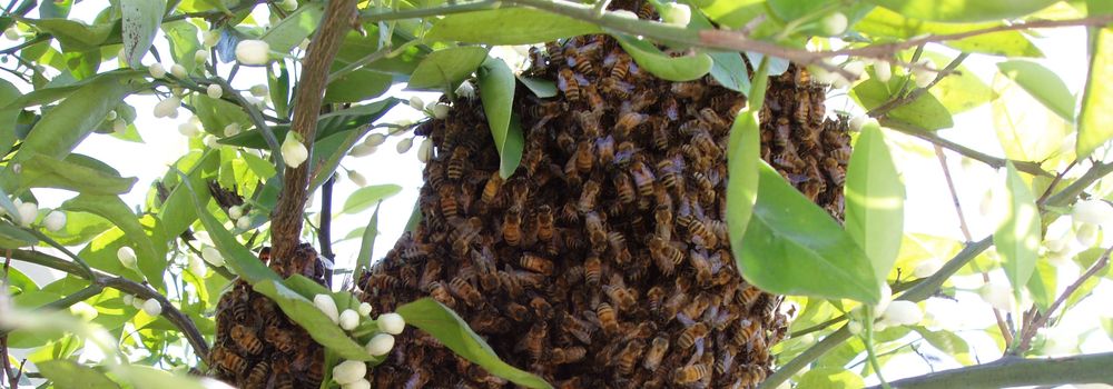 Bees on a tree branch