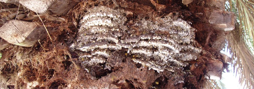 Bee hive in a Palm Tree